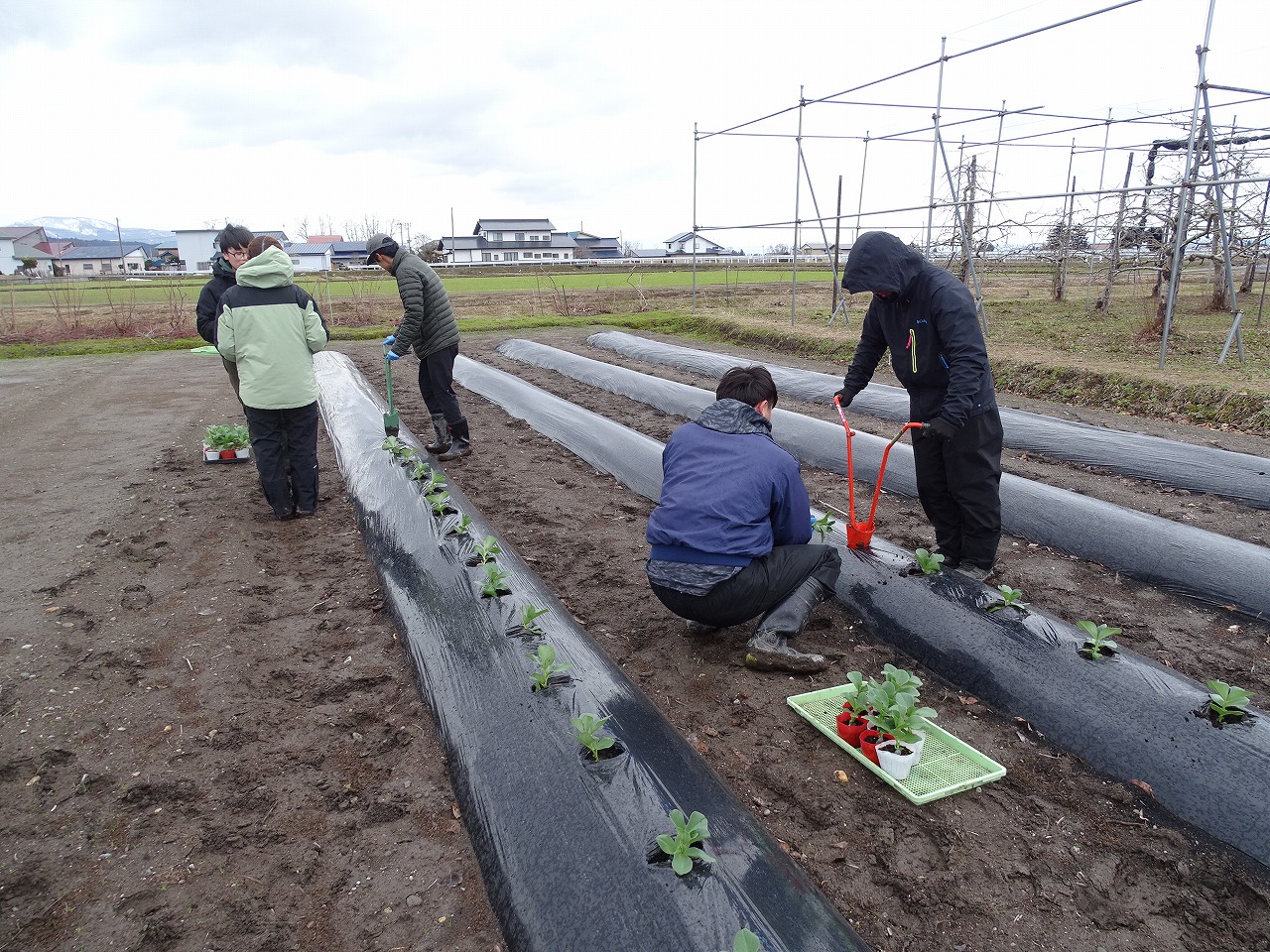 研修生が苗を定植している研修生（定植専用の道具でマルチを張った畝に穴を開けながら苗を植えていく）
